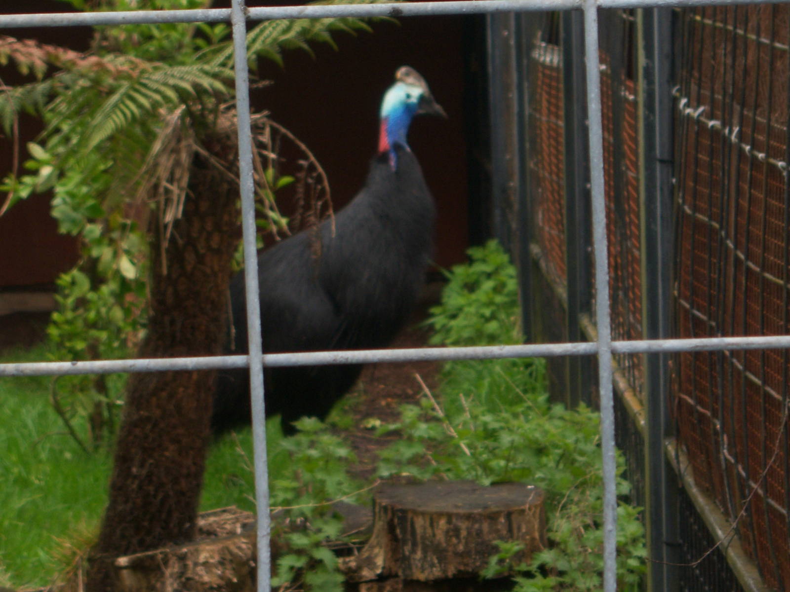 Cassowary