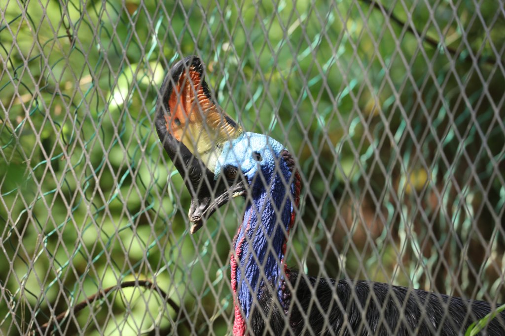Cassowary