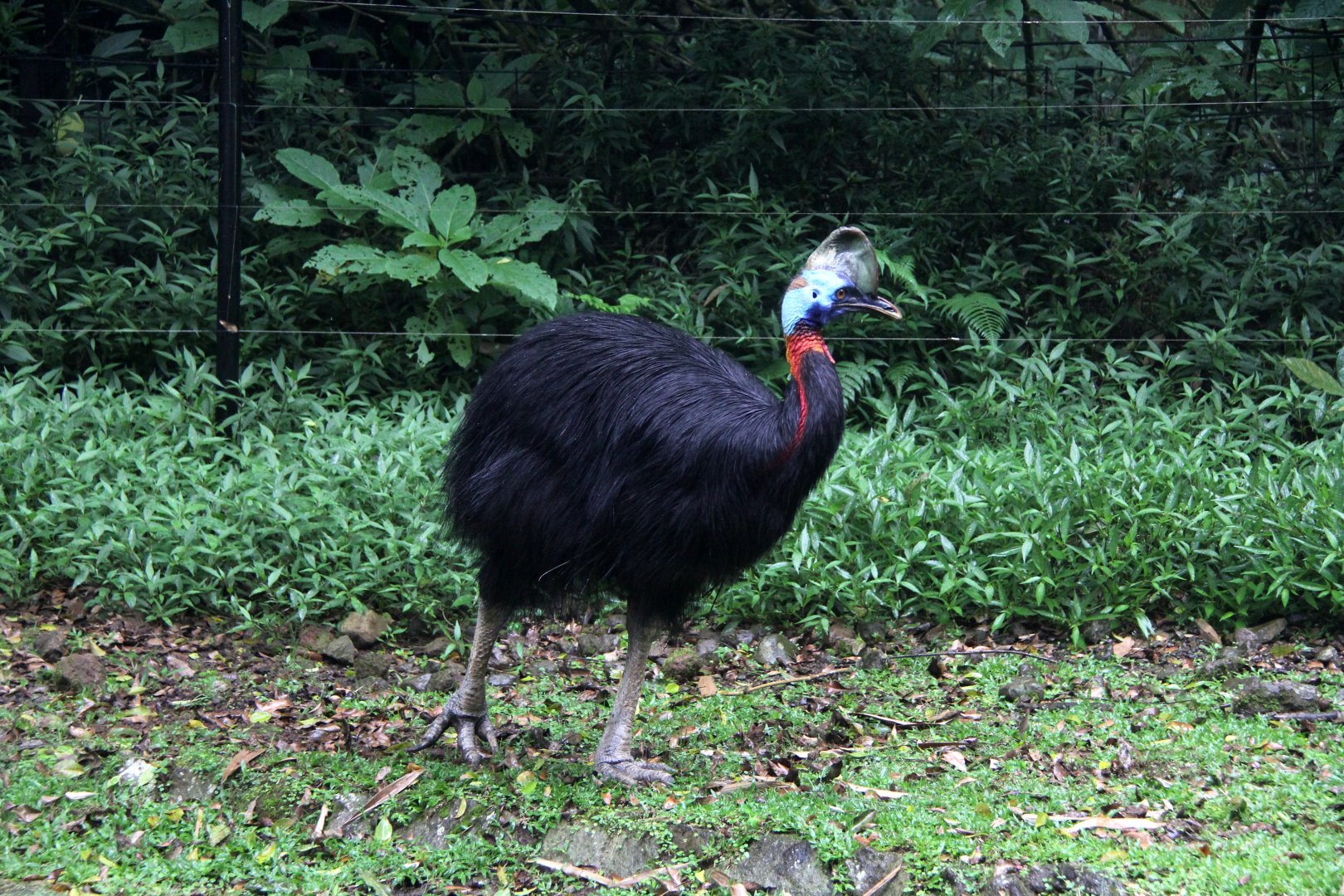 Cassowary