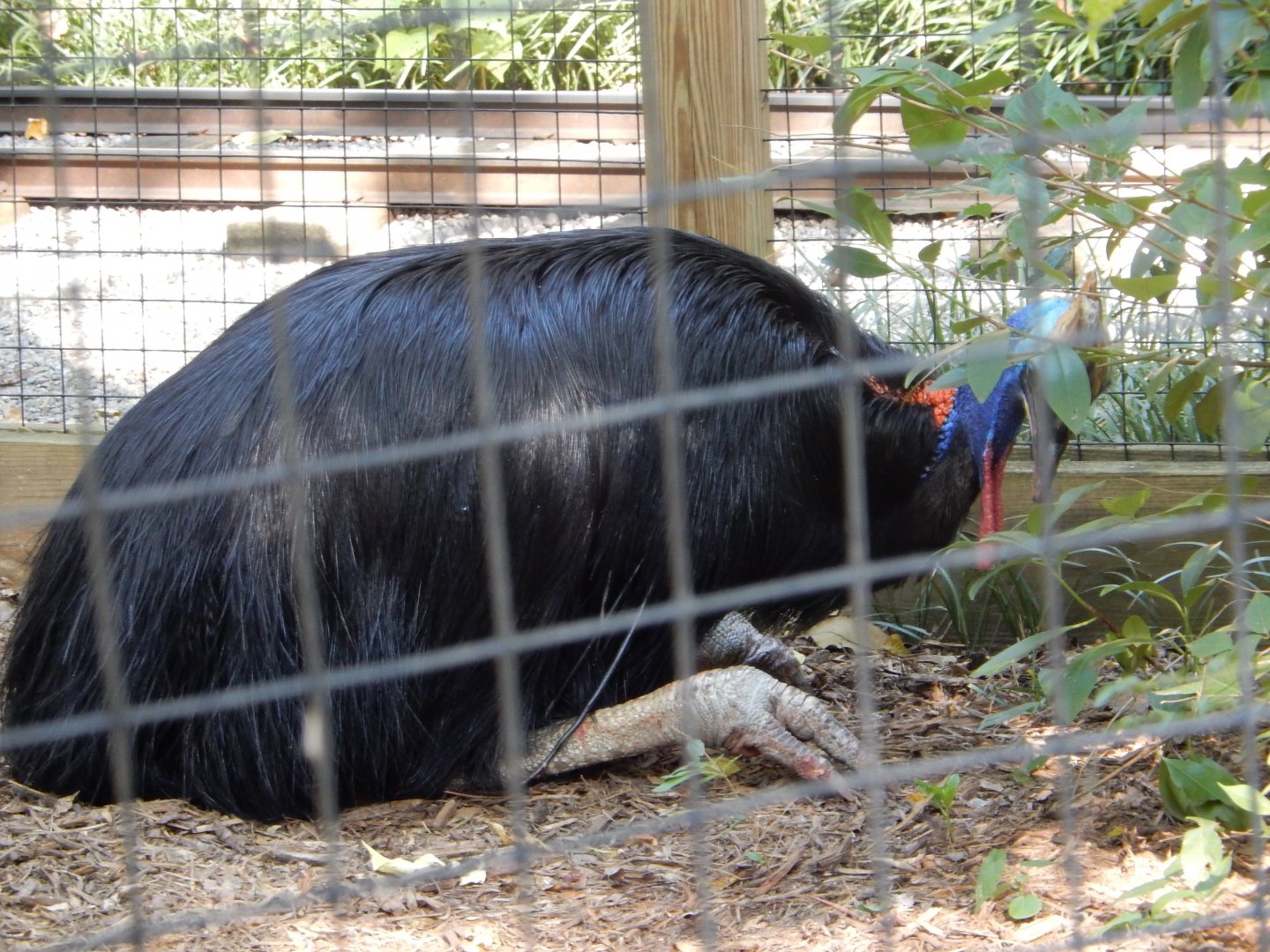 Cassowary