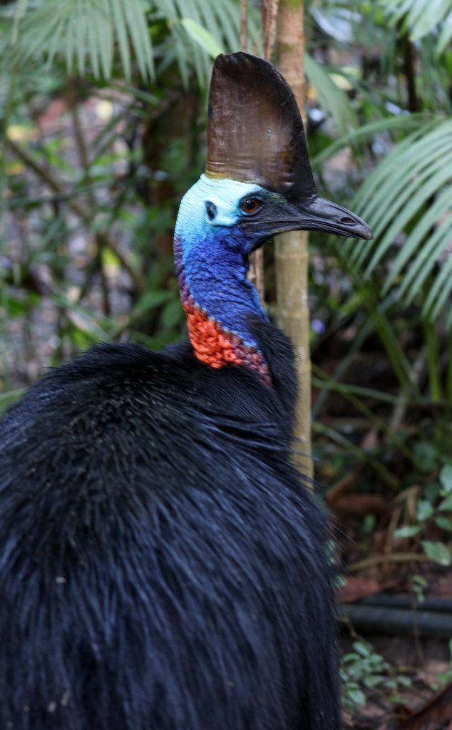 Cassowary