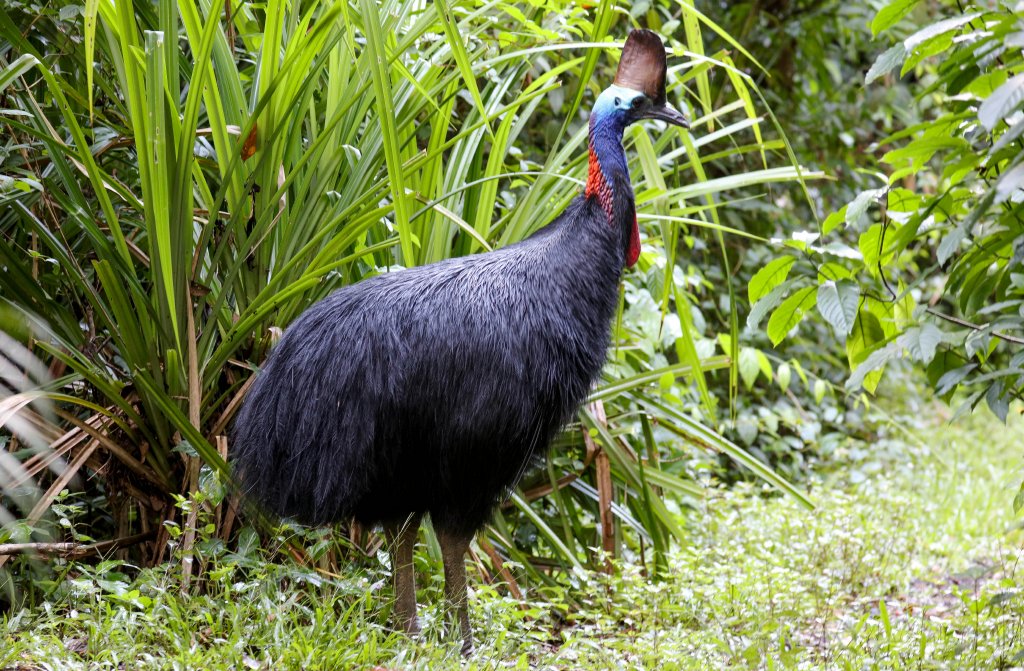 Cassowary