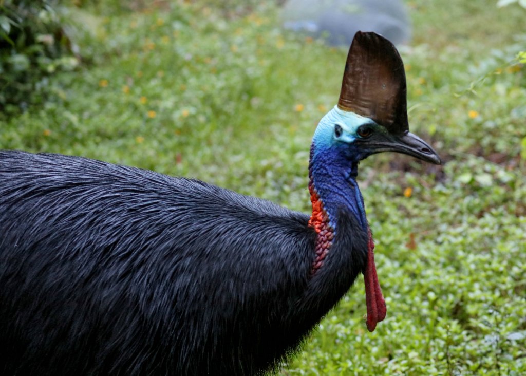 Cassowary