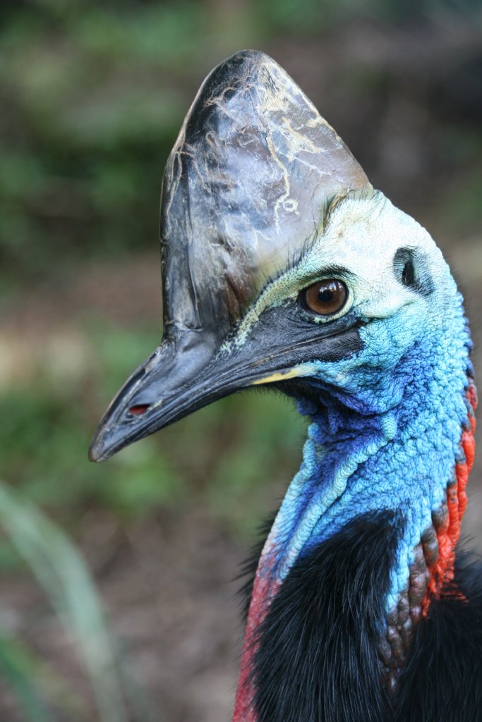 Cassowary