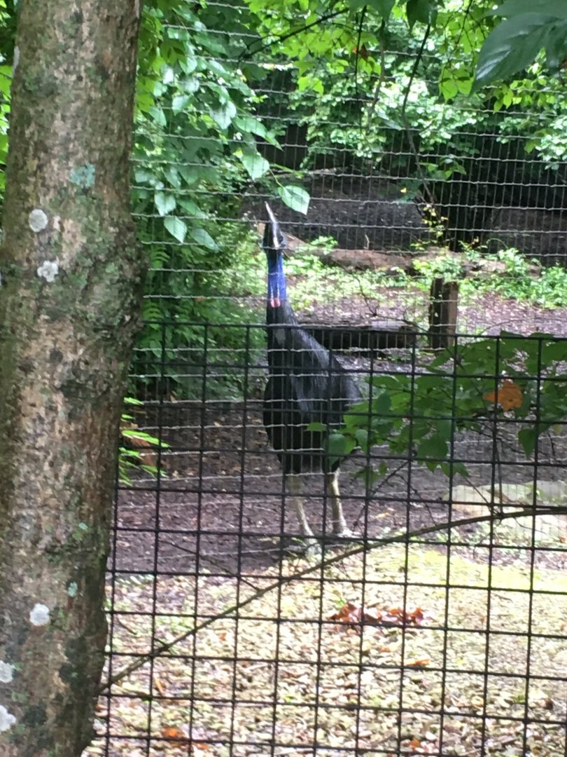 Cassowary