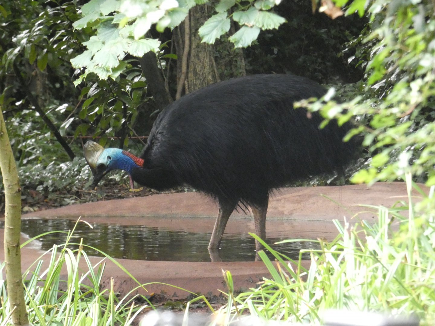 Cassowary