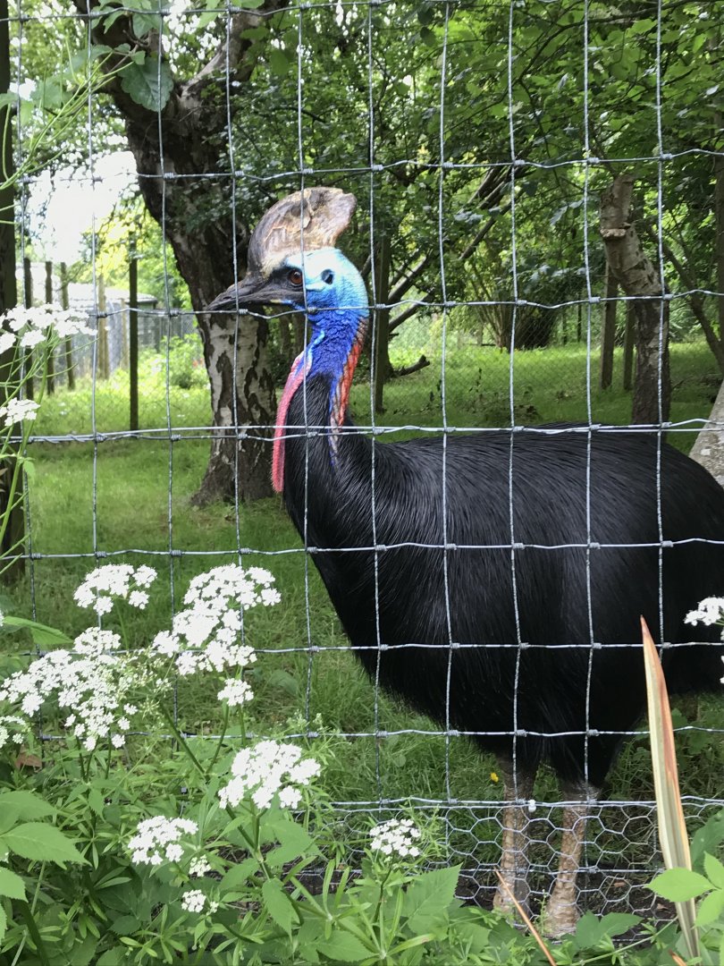 Cassowary