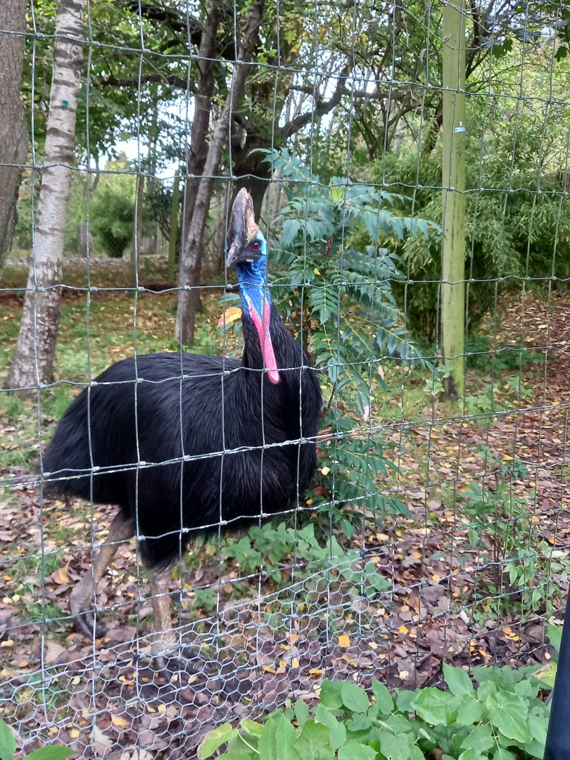 Cassowary