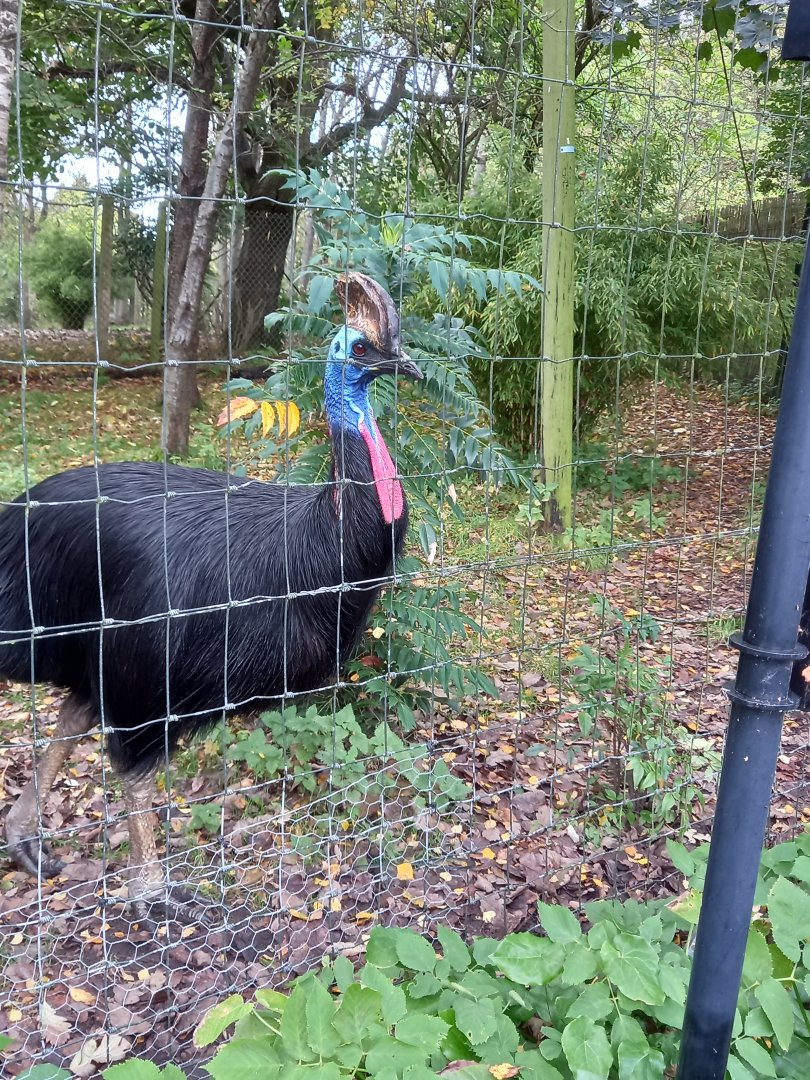 Cassowary
