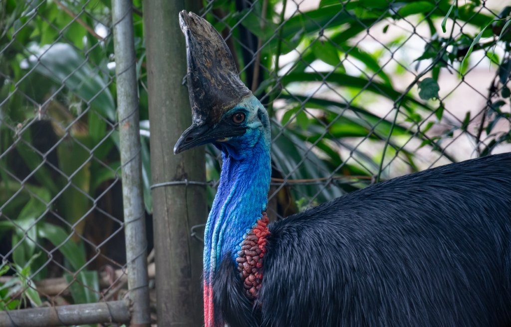 Cassowary