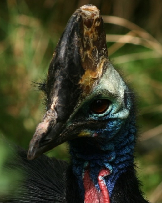 Cassowary