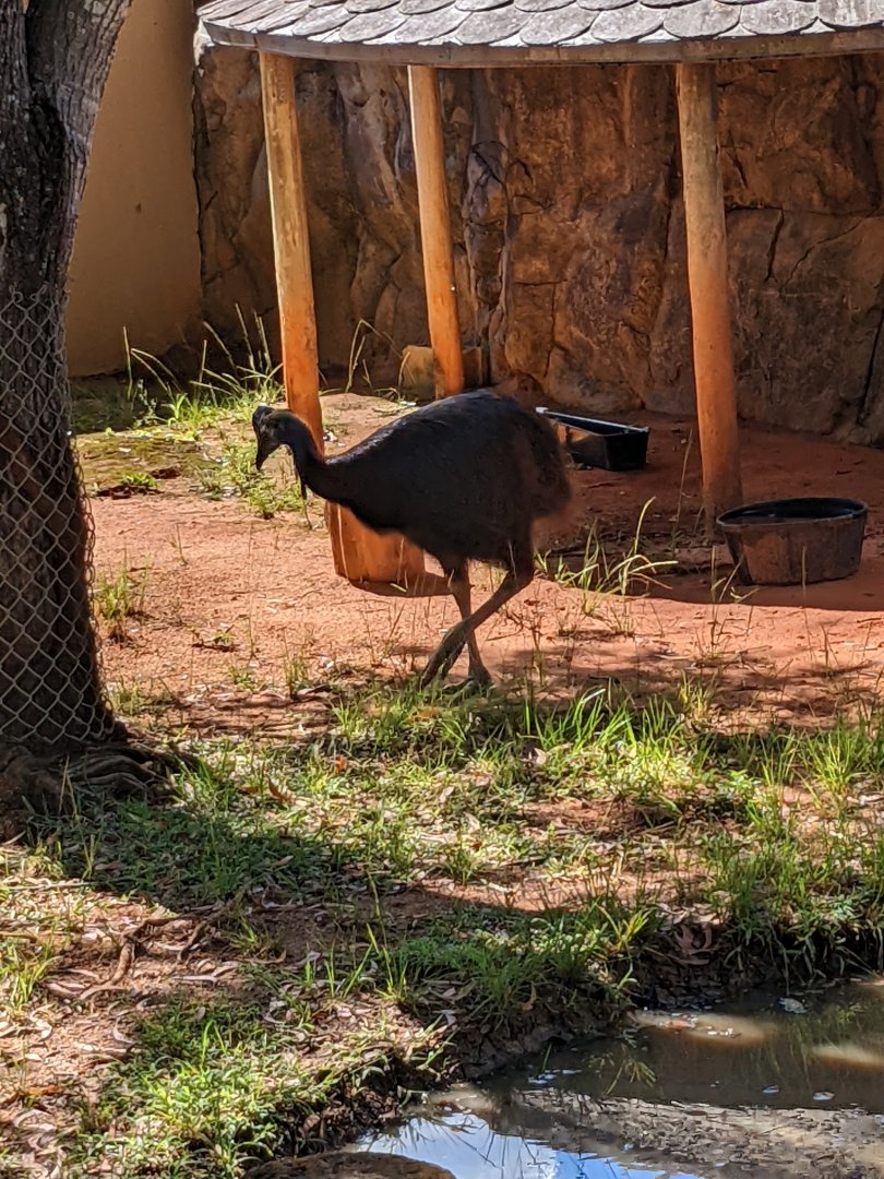 Cassowary