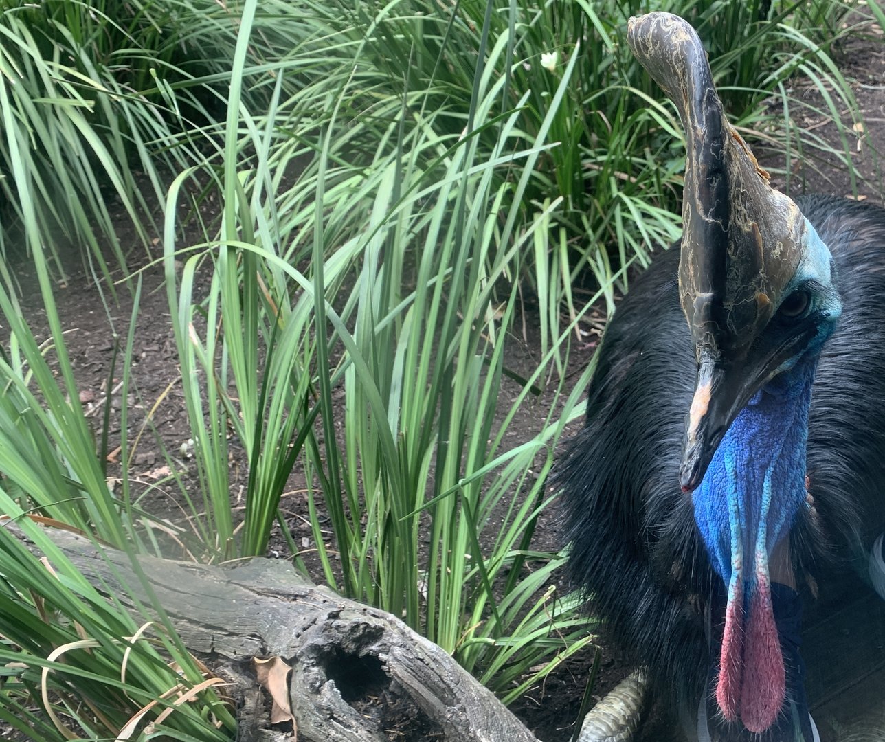 Cassowary