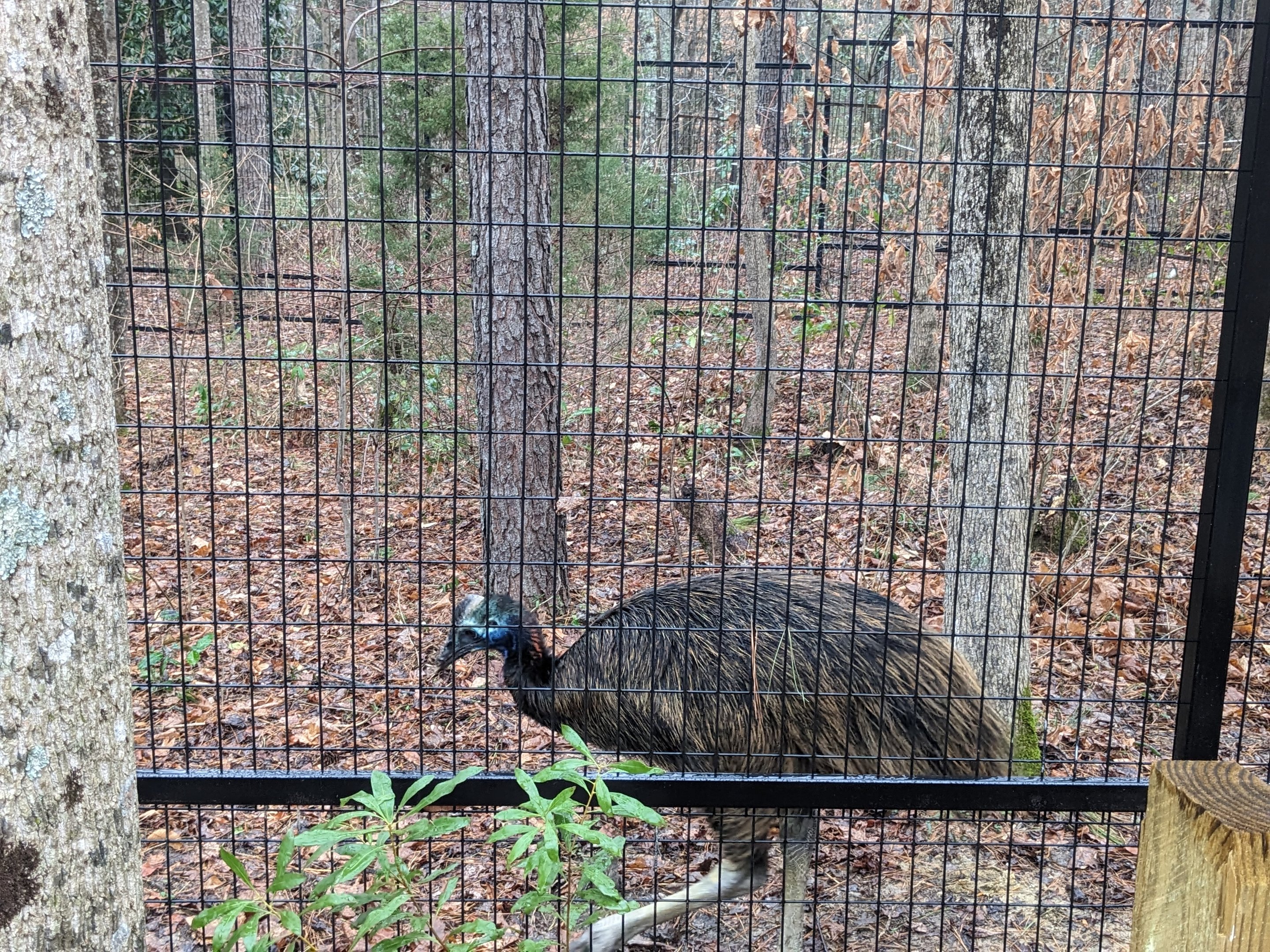 Cassowary