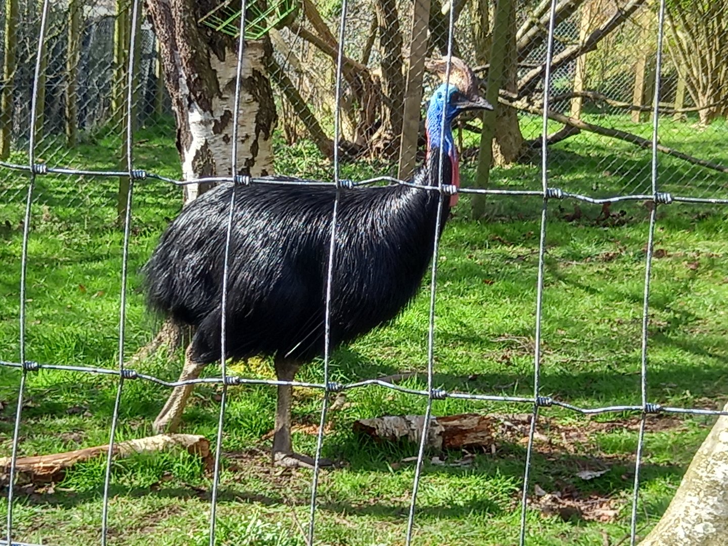 Cassowary