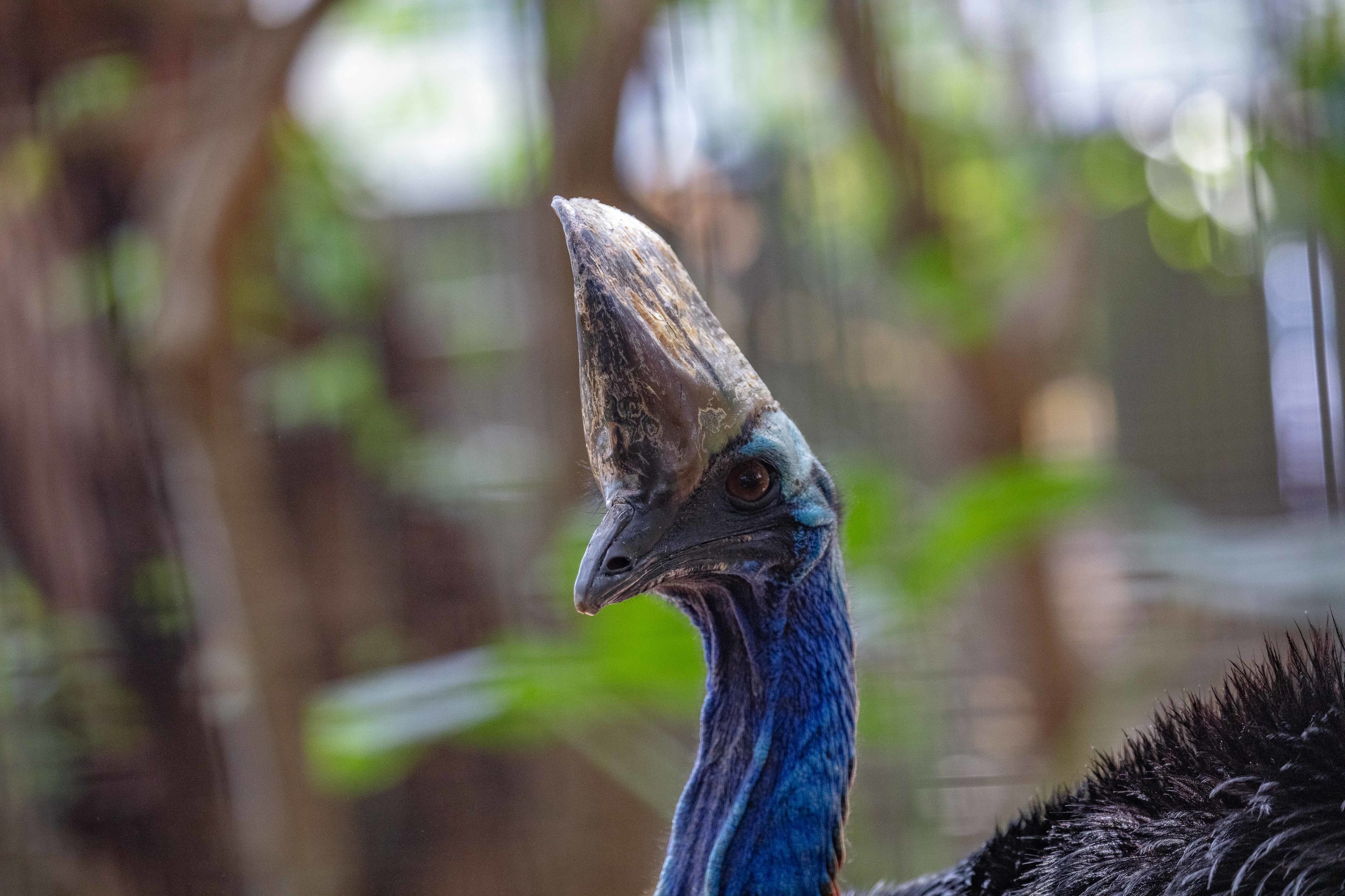 Cassowary