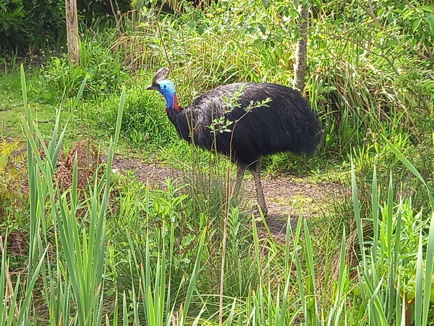 Cassowary
