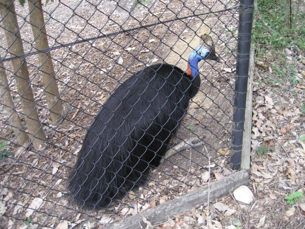 Cassowary