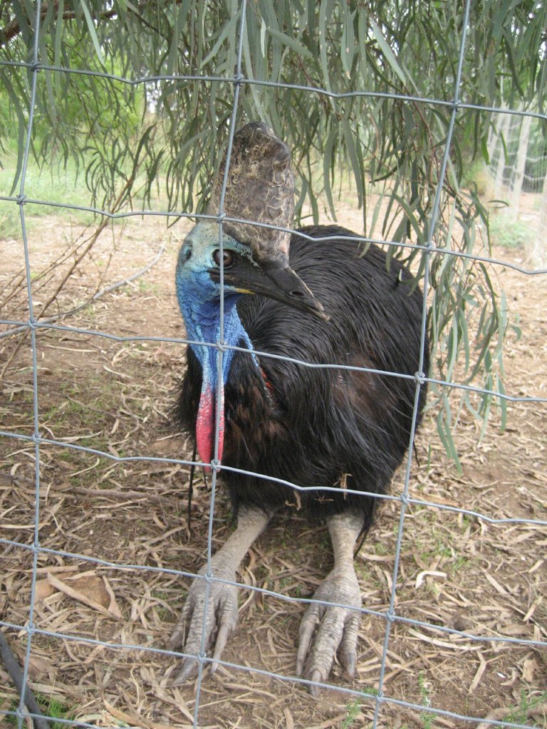 Cassowary