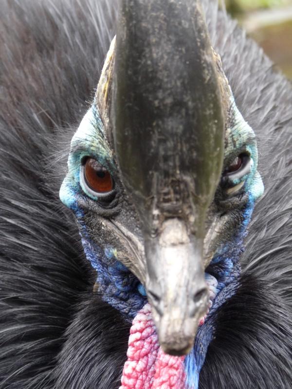 Cassowary
