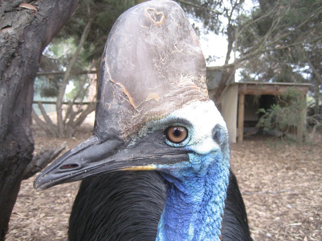 Cassowary
