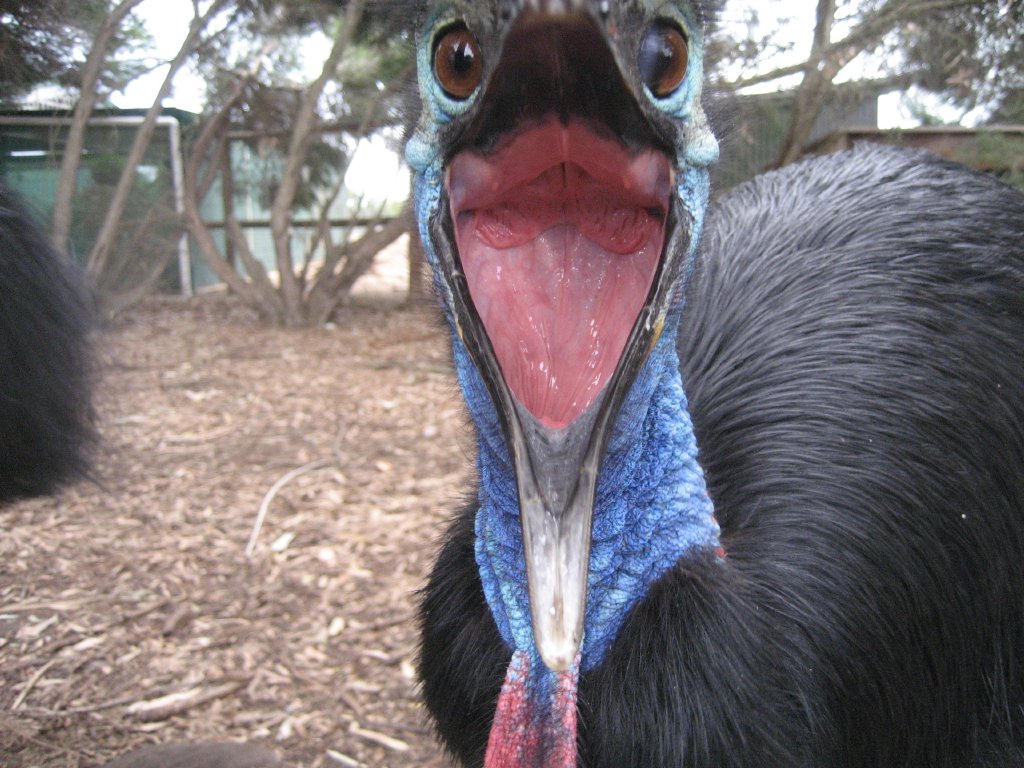 Cassowary