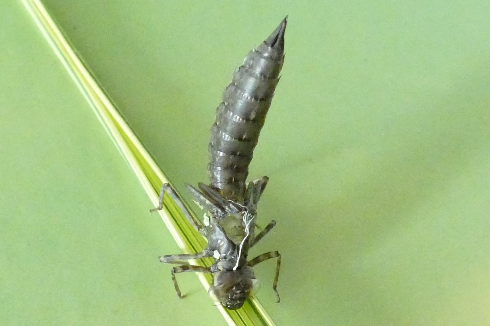 Cast skin of a dragonfly nymph, July 2022