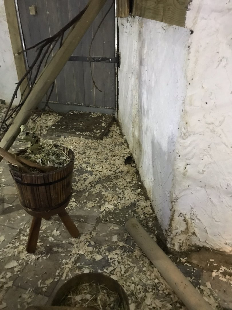 Castle Creatures - Roof/Black rat enclosure 230619