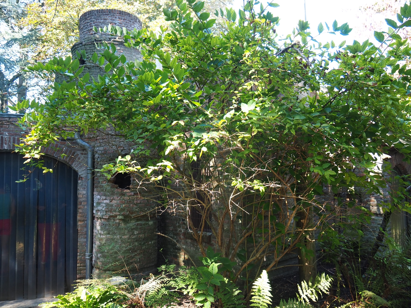 Castle seen from the European owls - Ring-necked pheasant aviary (Sep 2nd, 2018)
