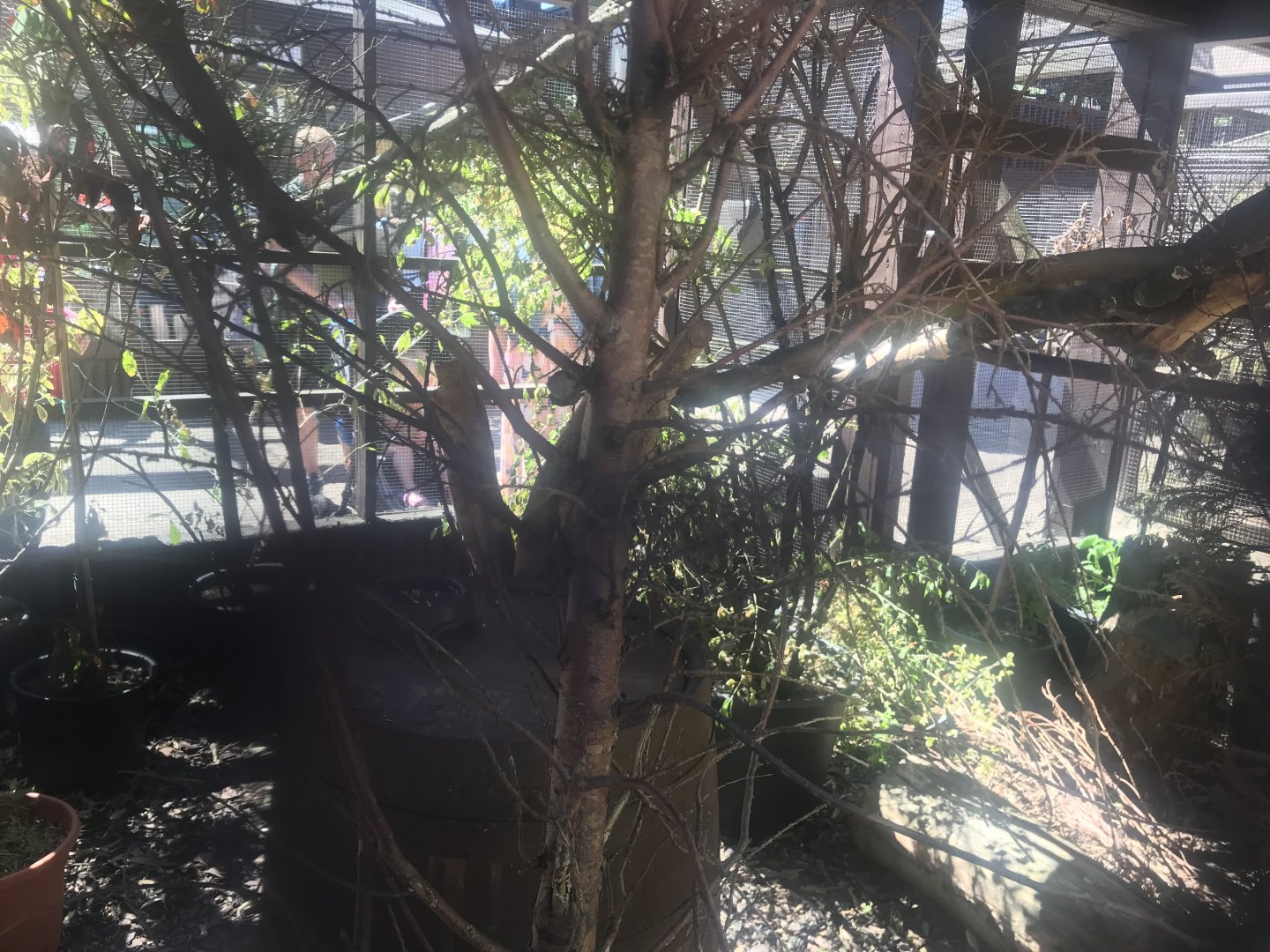 Castle zoo- Common marmoset enclosure