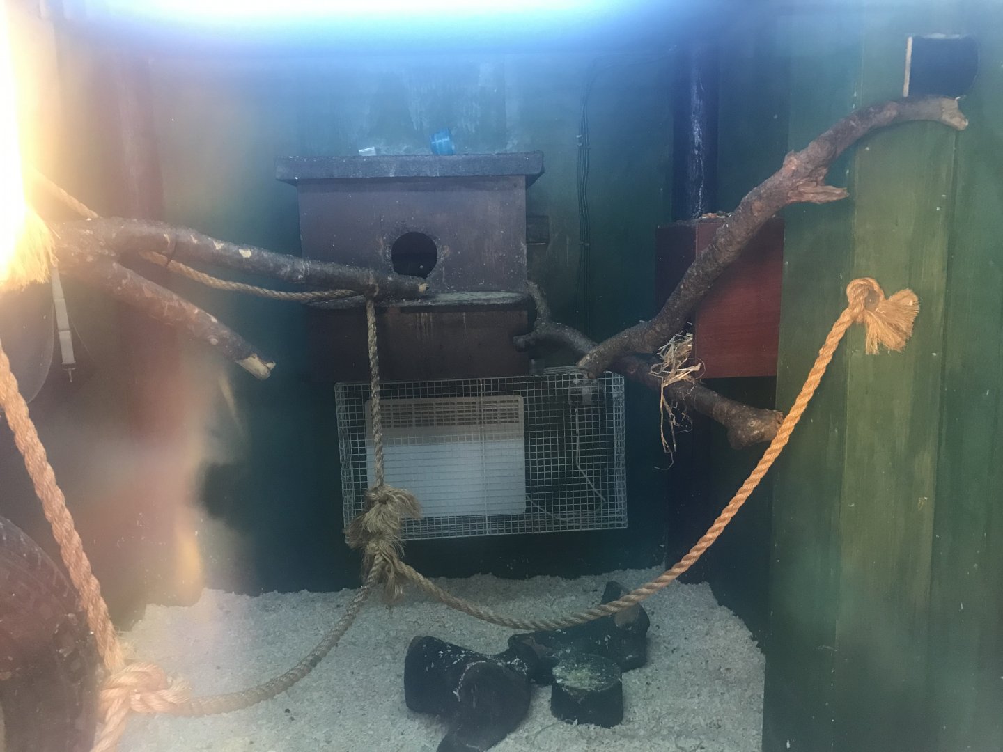 Castle zoo- Common marmoset indoors