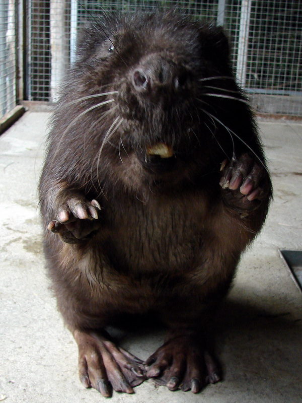 Castor fiber  / Eurasian beaver, 11-06-2011