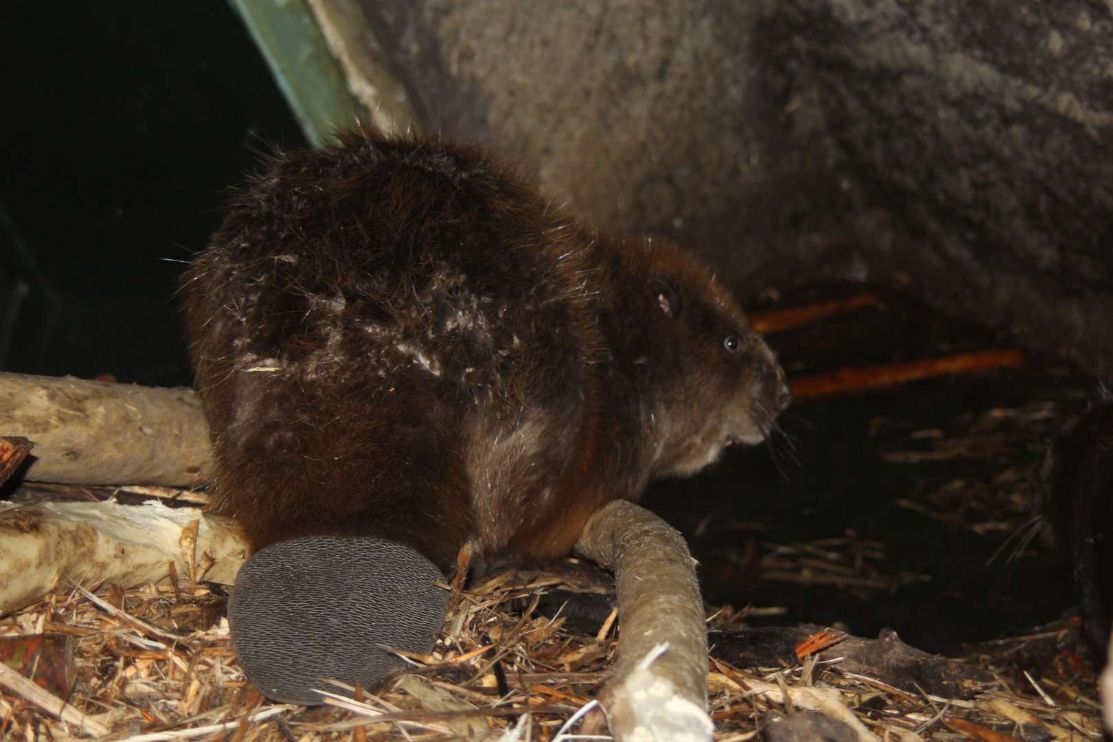 (Castor fiber) Eurasian beaver