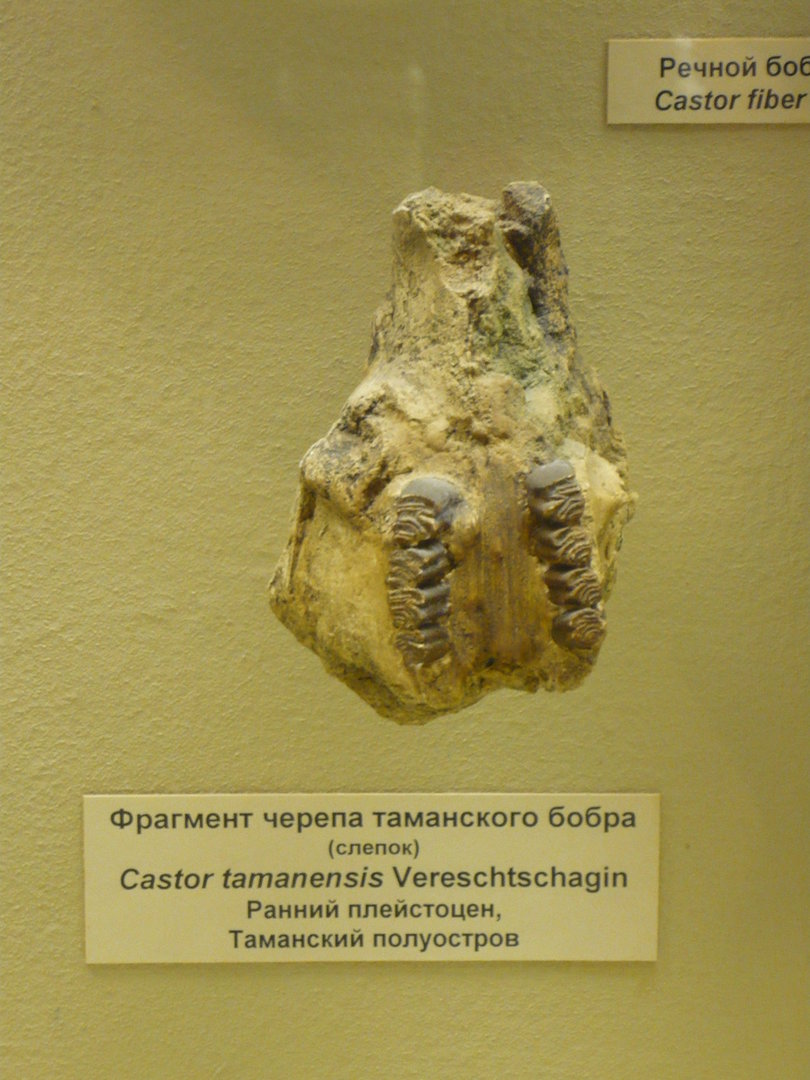 Castor tamanensis skull (cast)