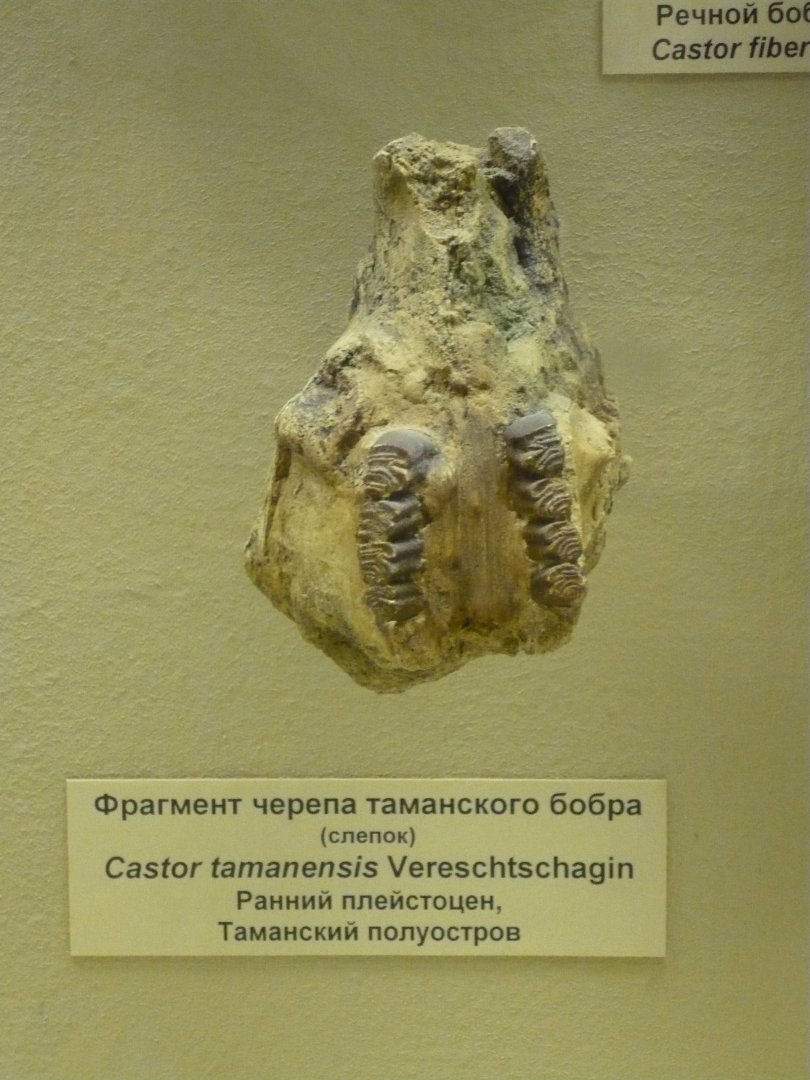 Castor tamanensis skull fragment (cast)