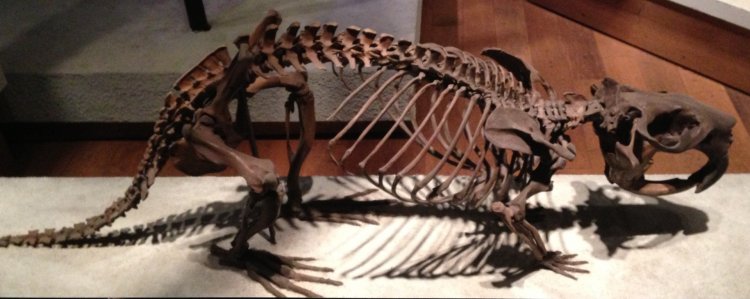 Castoroides ohioensis - Field Museum of Natural History 2014
