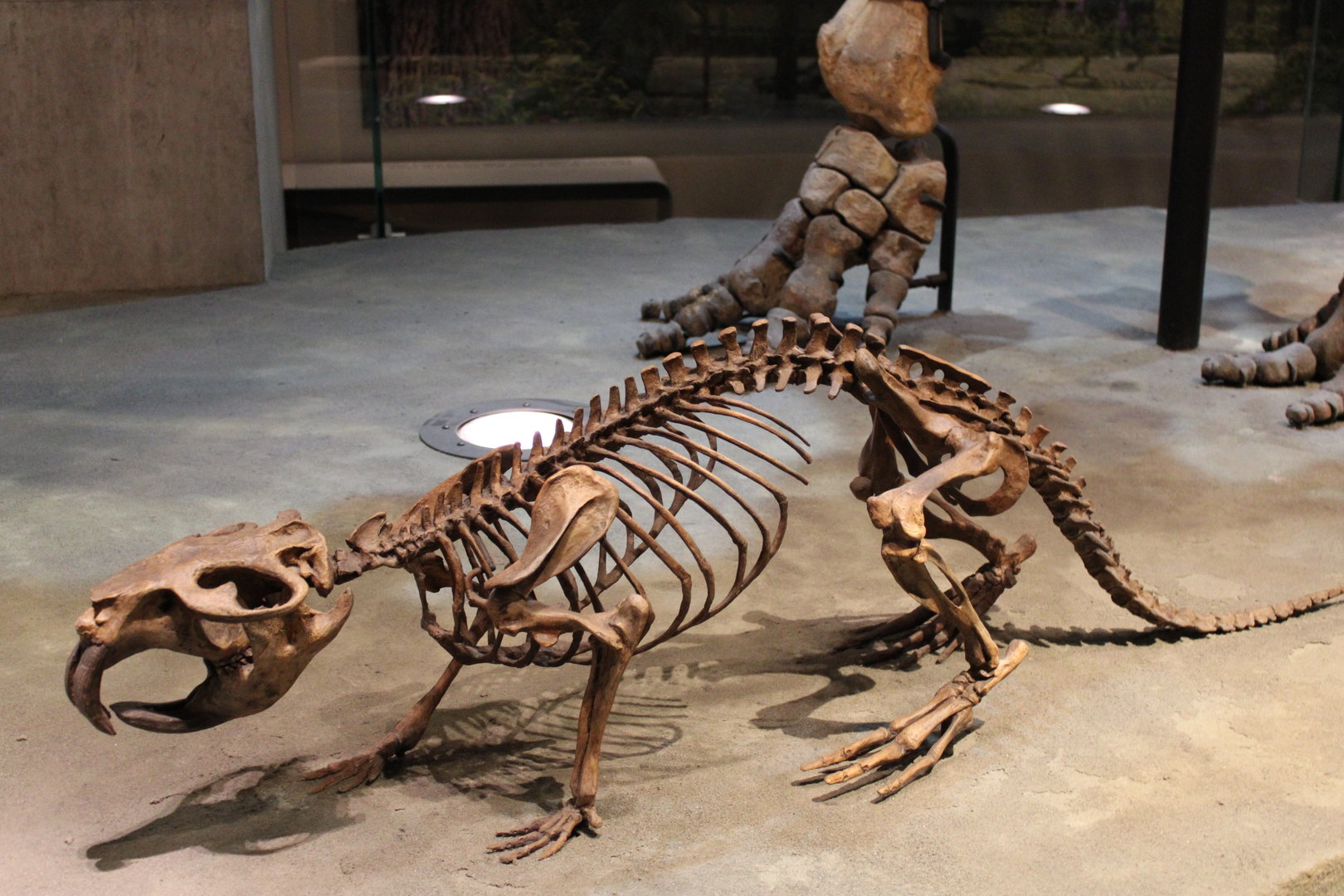 Castoroides Skeleton (C. ohioensis)