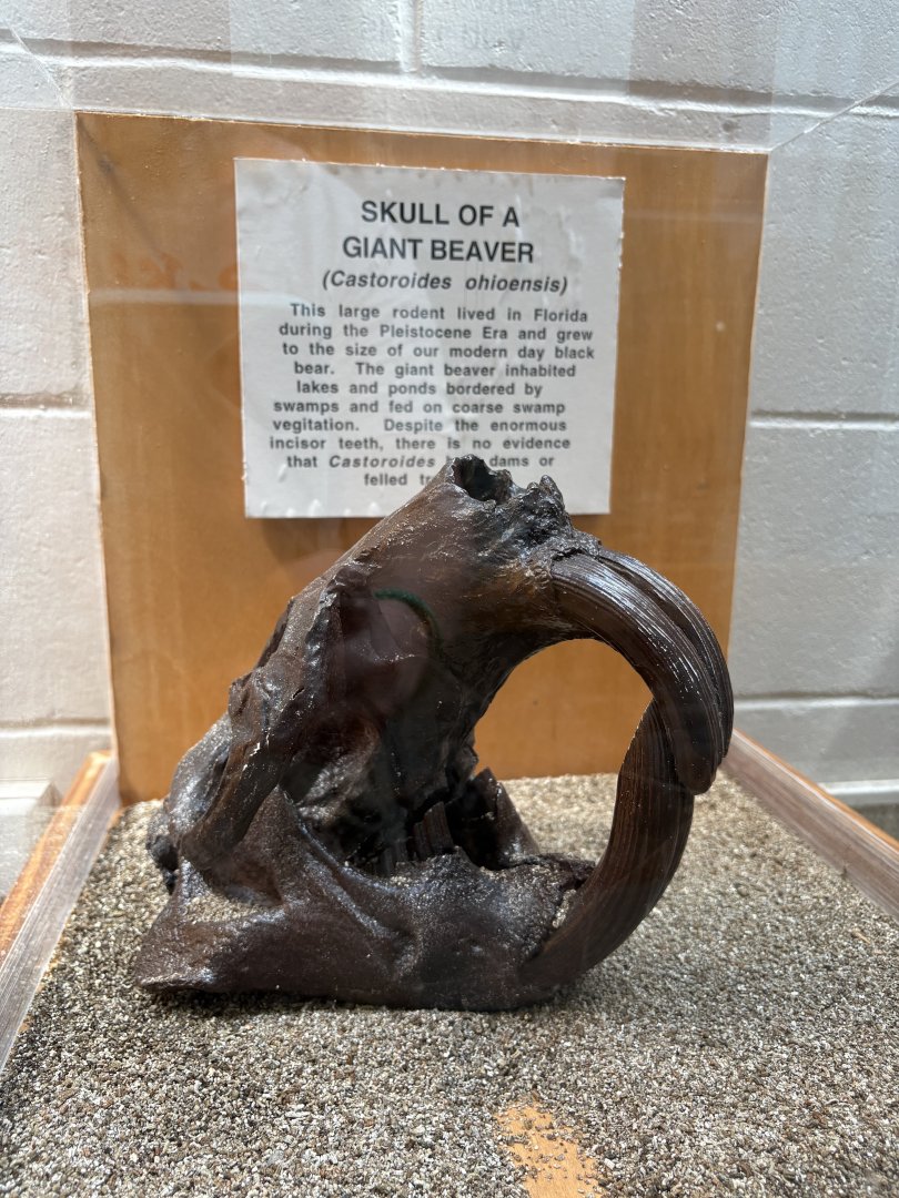 Castoroides skull cast