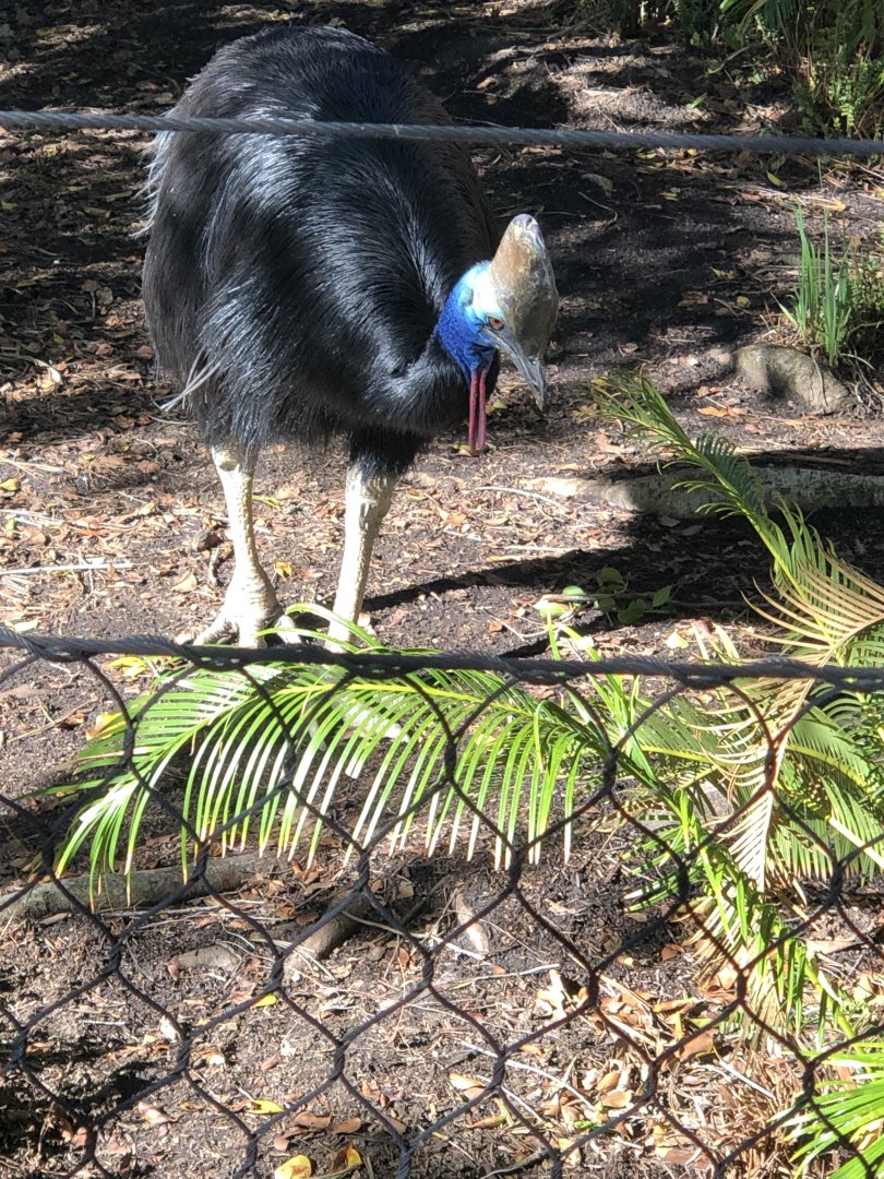 Casuarius casuarius (Southern Cassowary)