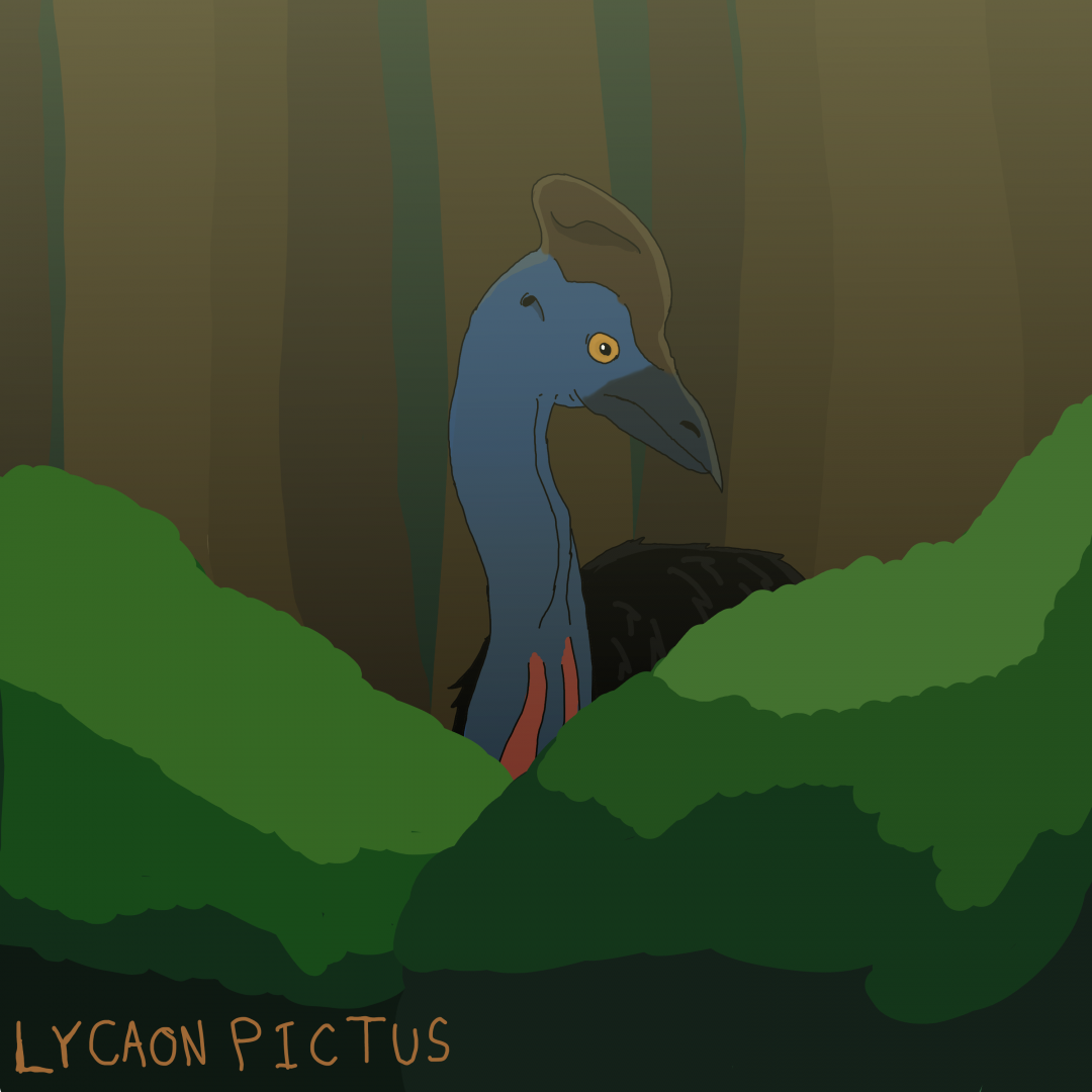 Casuarius casuarius.