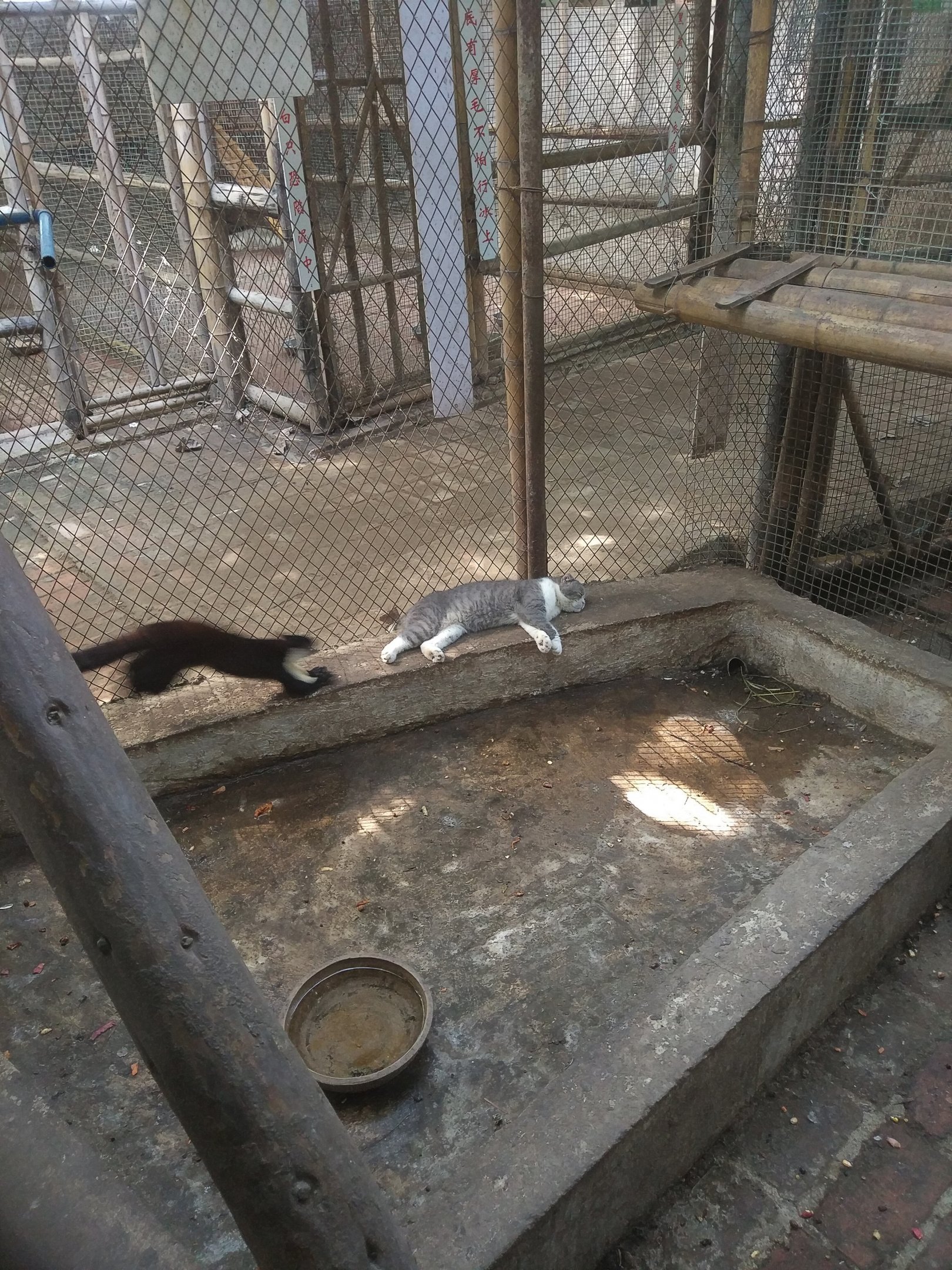 Cat and Giant Squirrel Interaction
