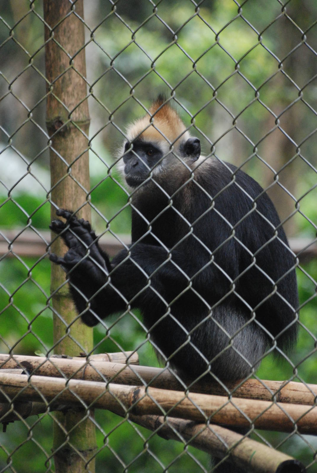 Cat Ba Langur at EPRC Cuc Phuong, 10/03/12