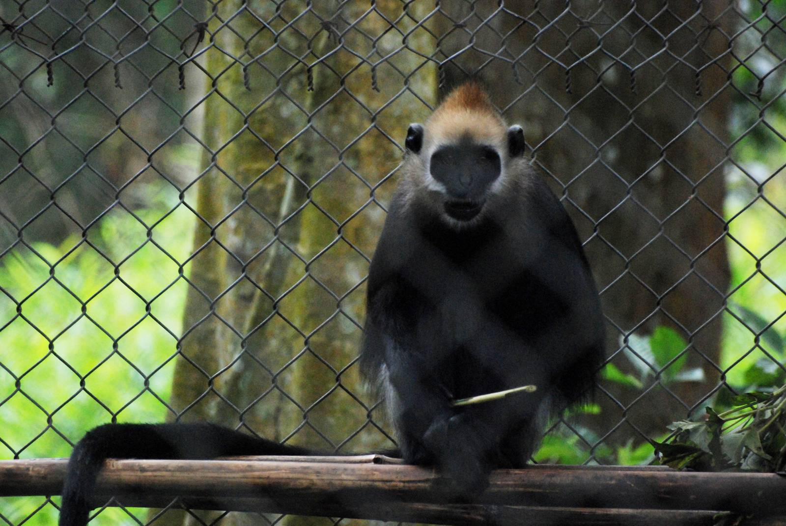 Cat Ba Langur at EPRC Cuc Phuong, 10/03/12