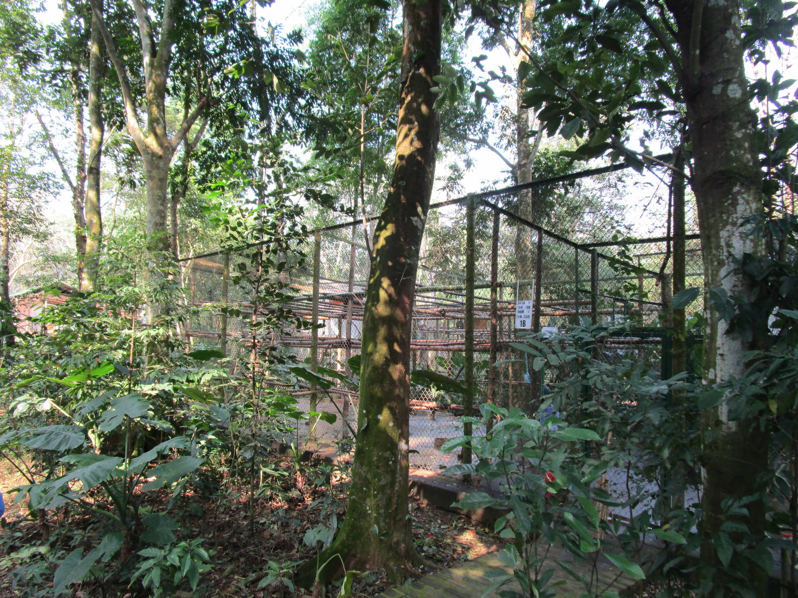 Cat Ba Langur Enclosure