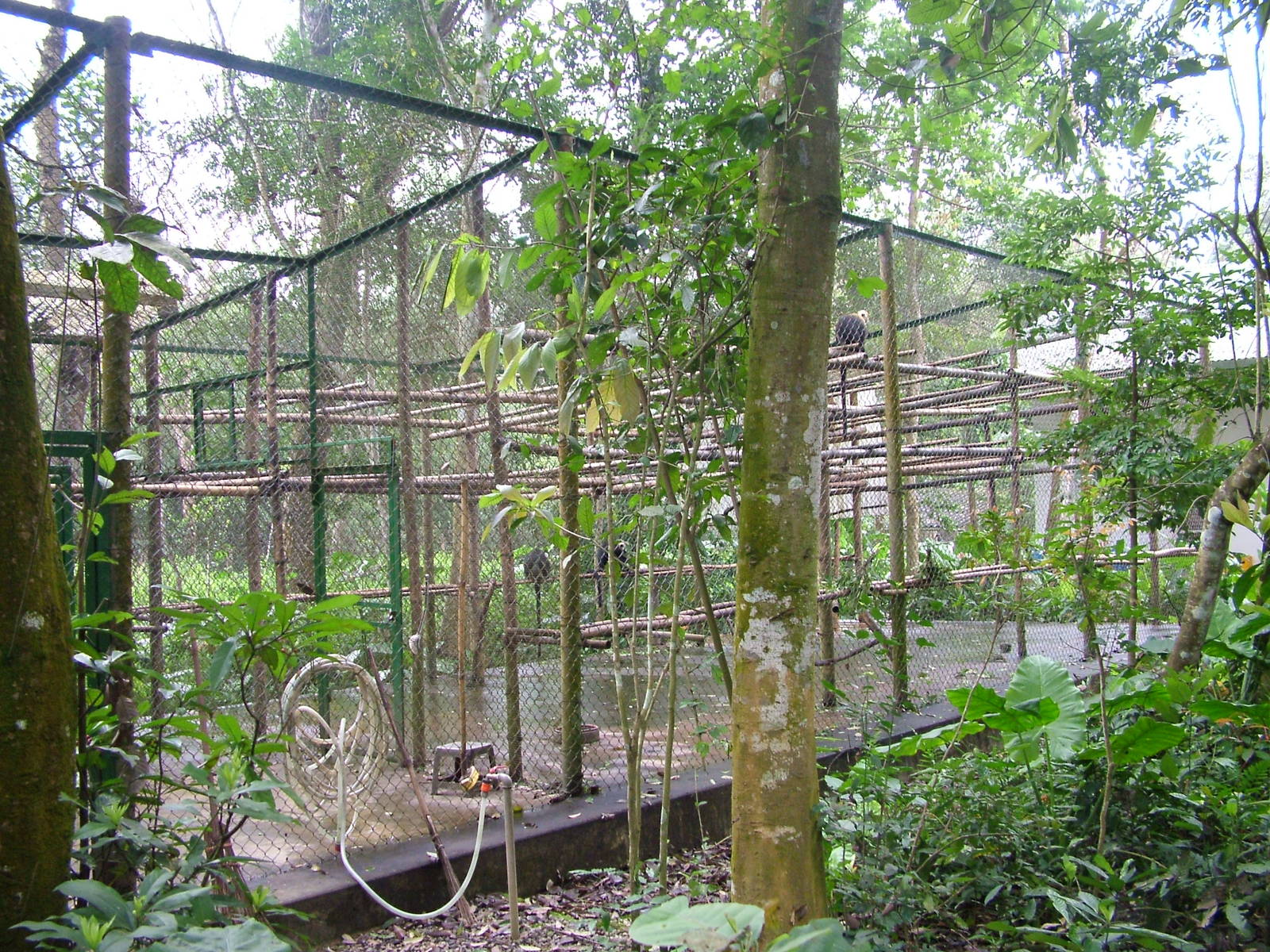 Cat Ba Langur Exhibit at EPRC Cuc Phuong, 10/03/12