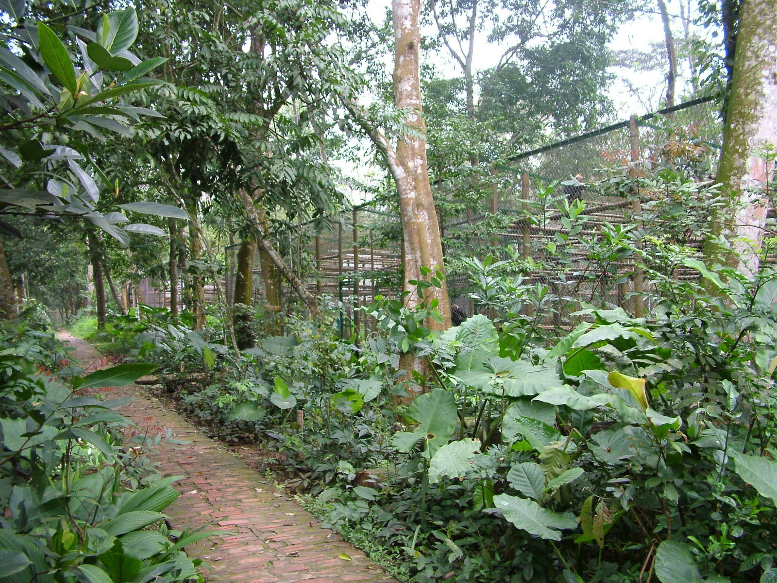 Cat Ba Langur Exhibit at EPRC Cuc Phuong, 10/03/12