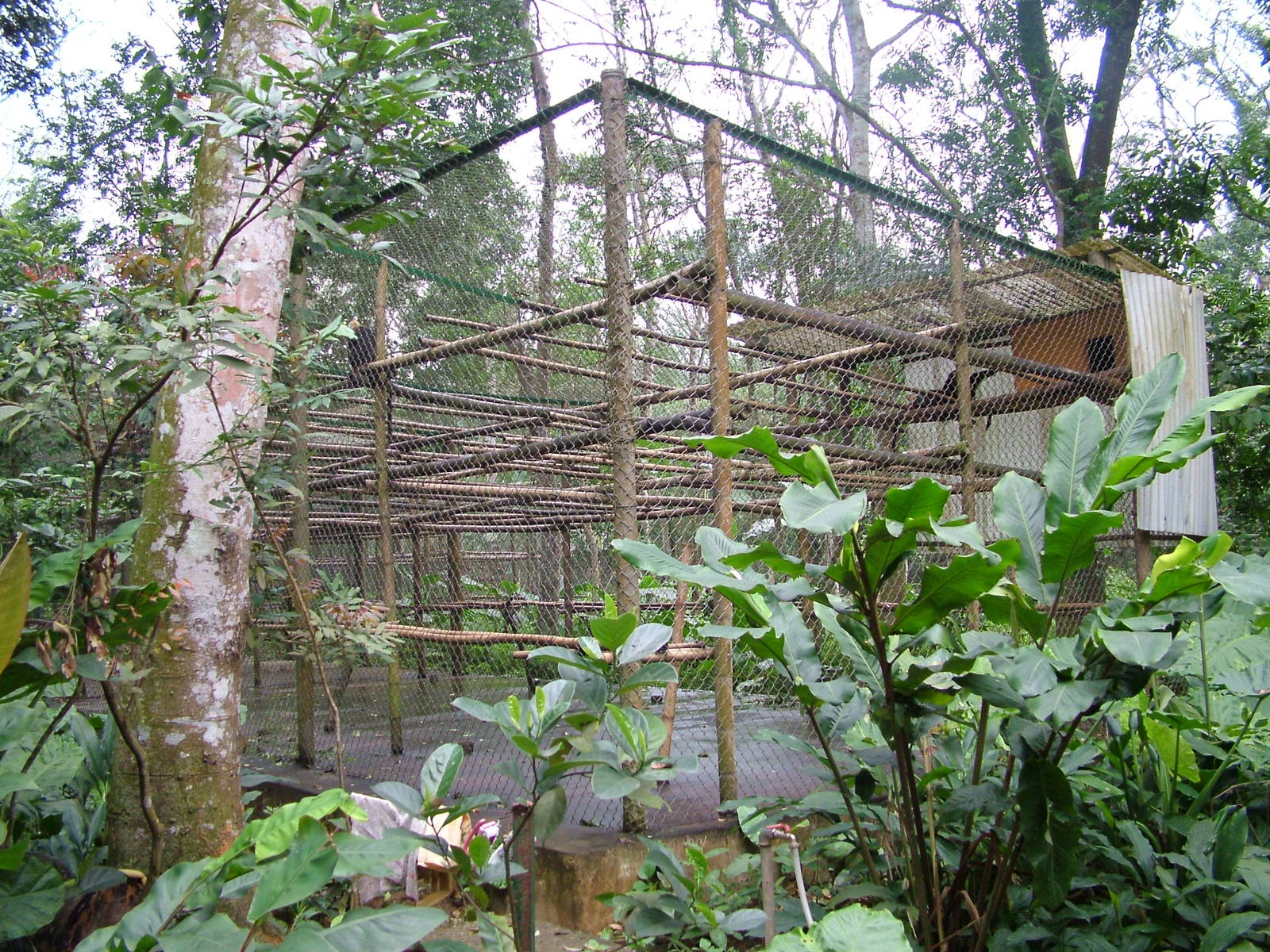 Cat Ba Langur Exhibit at EPRC Cuc Phuong, 10/03/12