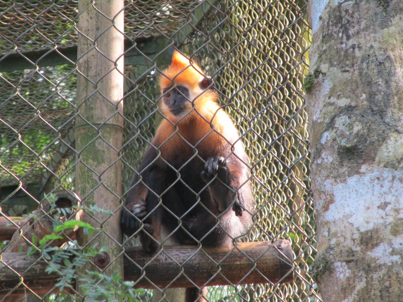 Cat Ba Langur Juvenile
