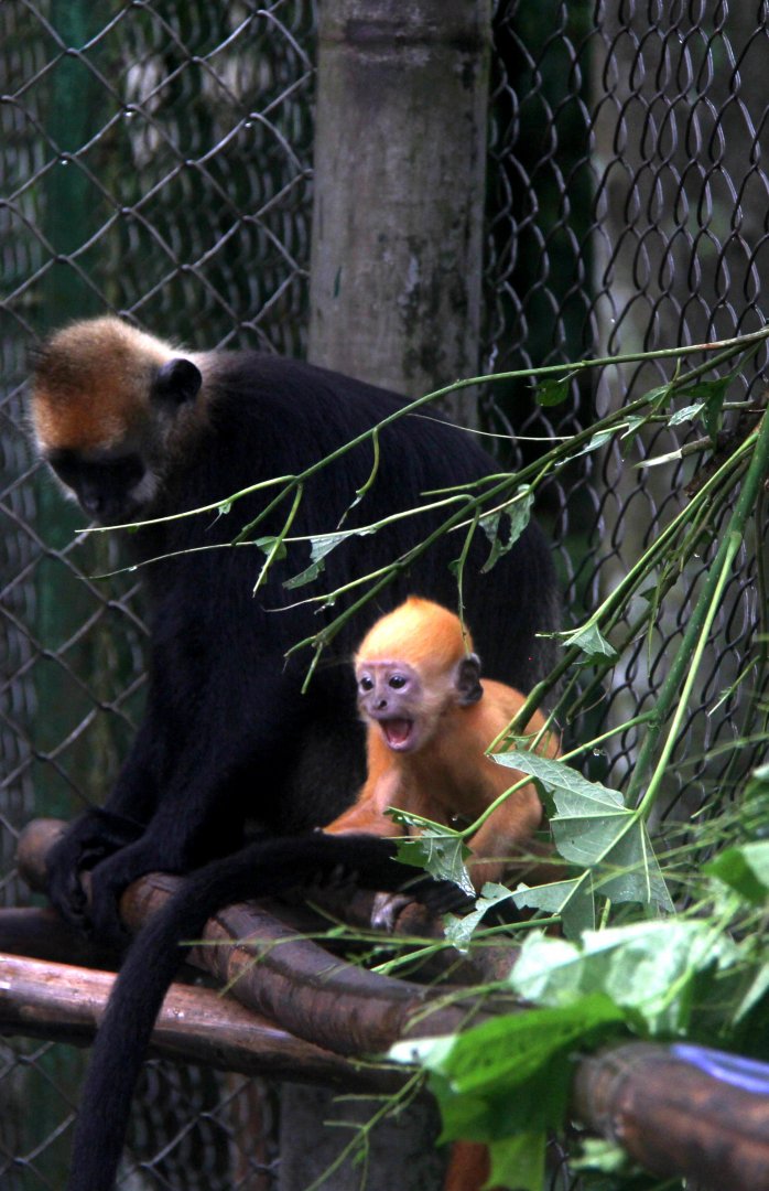 Cat ba langur (Trachypithecus poliocephalus poliocephalus)