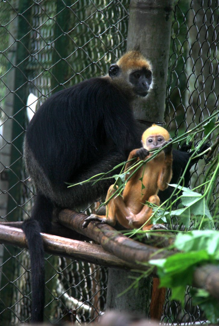 Cat ba langur (Trachypithecus poliocephalus poliocephalus)